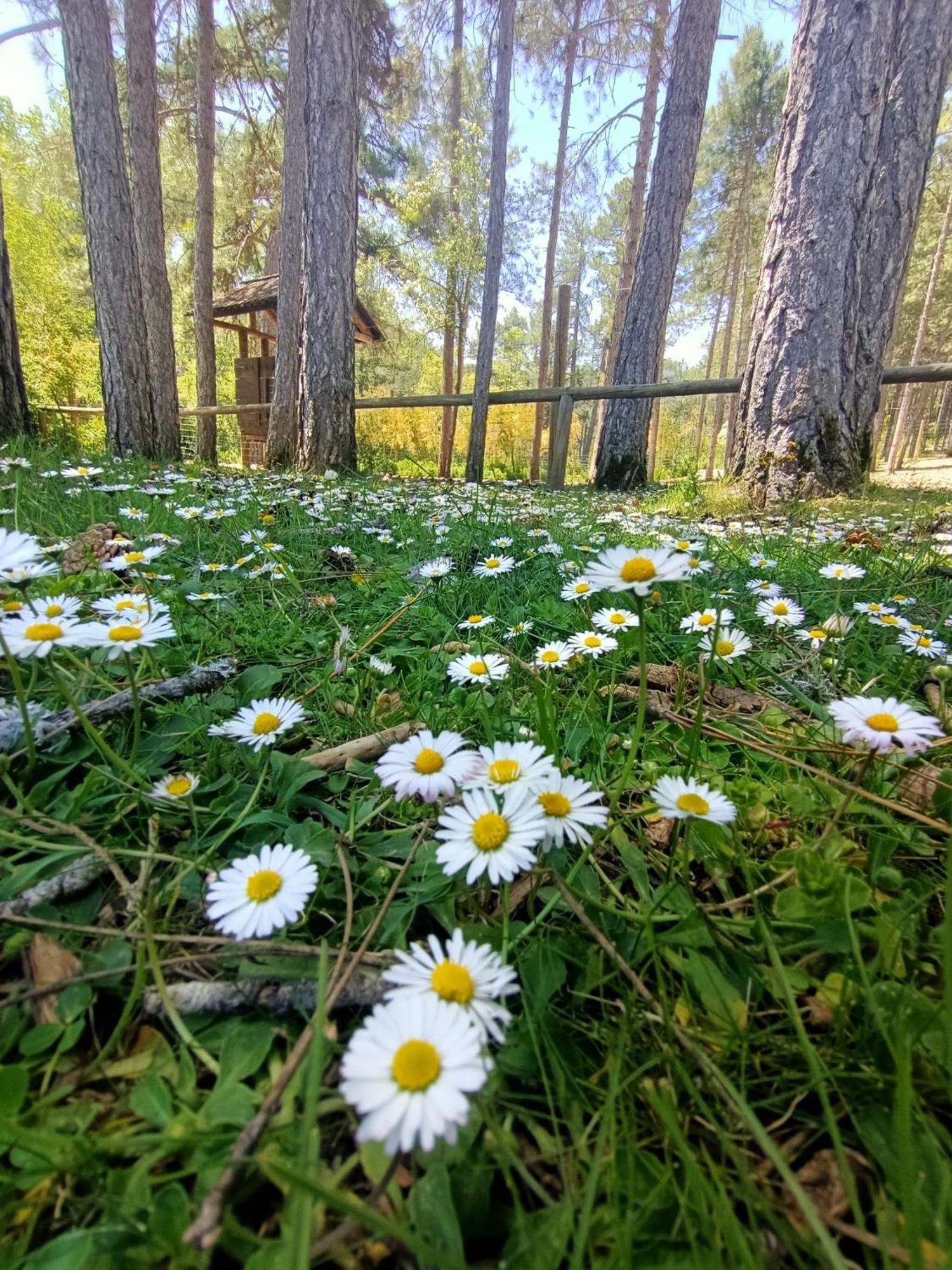 Alojamiento Rural El Cerro Fresneda de la Sierra Buitenkant foto