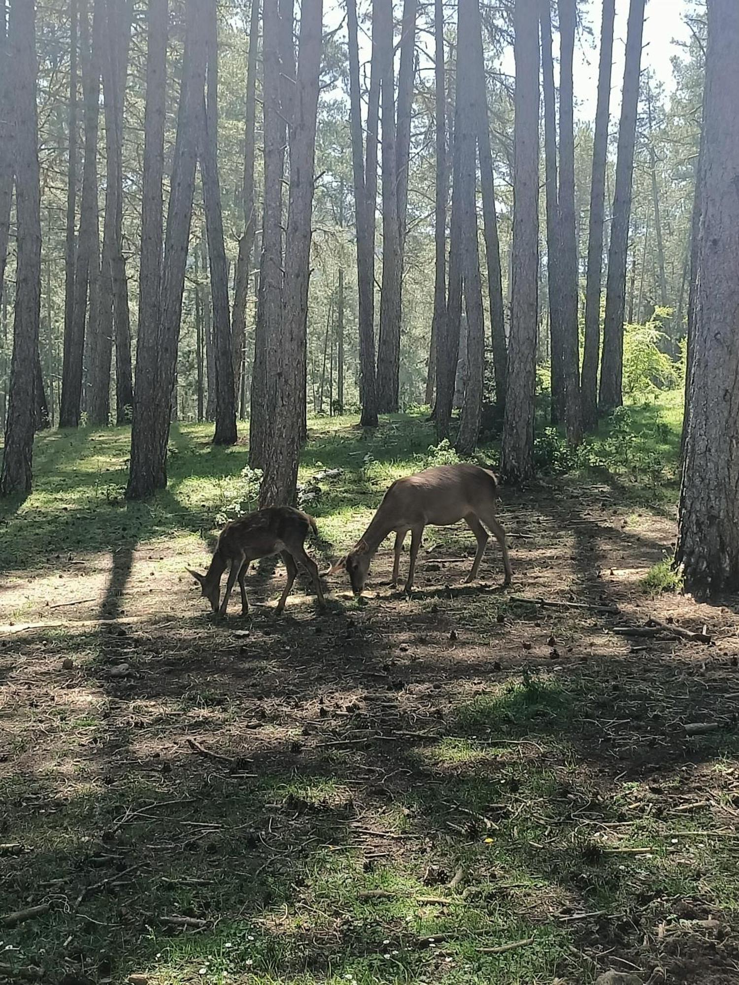 Alojamiento Rural El Cerro Fresneda de la Sierra Buitenkant foto